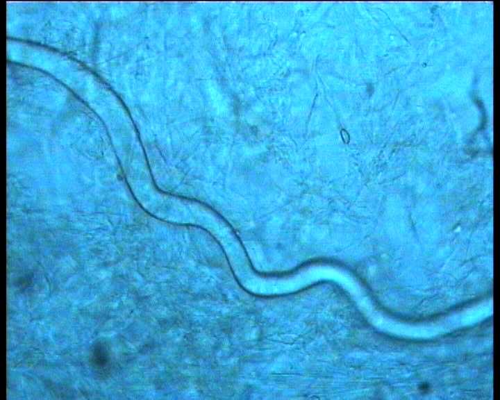 Hydropus marginellus   (Pers.:Fr.)  Singer